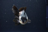 Thai Oranda  Panda 4.5 Inch (ID#1025To1b-72) Free2Day SHIPPING