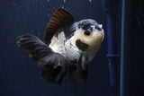 Thai Oranda  Panda 4.5 Inch (ID#1025To1b-72) Free2Day SHIPPING