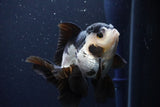 Thai Oranda  Panda 4.5 Inch (ID#1025To1b-72) Free2Day SHIPPING