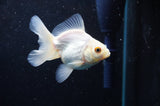 Juvenile Thai Oranda  White 3 Inch (ID#422T13b-80) Free2Day SHIPPING