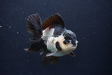 Thai Oranda  Panda 4.5 Inch (ID#1025To1b-72) Free2Day SHIPPING