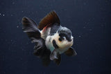 Thai Oranda  Panda 4.5 Inch (ID#1025To1b-72) Free2Day SHIPPING