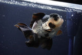 Thai Oranda  Panda 4.5 Inch (ID#1025To1b-72) Free2Day SHIPPING