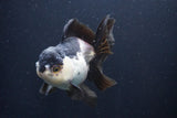 Thai Oranda  Panda 4.5 Inch (ID#1025To1b-72) Free2Day SHIPPING