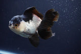 Thai Oranda  Panda 4.5 Inch (ID#1025To1b-72) Free2Day SHIPPING