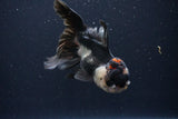 Thai Oranda  Tricolor 5 Inch (ID#1025To1b-73) Free2Day SHIPPING