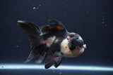 Thai Oranda  Tricolor 5 Inch (ID#1025To1b-73) Free2Day SHIPPING