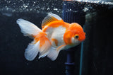 Juvenile Thai Oranda  Red White 4 Inch (ID#422T13b-81) Free2Day SHIPPING