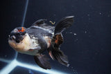 Thai Oranda  Tricolor 5 Inch (ID#1025To1b-73) Free2Day SHIPPING