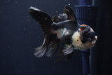 Thai Oranda  Tricolor 5 Inch (ID#1025To1b-73) Free2Day SHIPPING