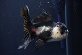 Thai Oranda  Tricolor 5 Inch (ID#1025To1b-73) Free2Day SHIPPING