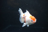 Thai Oranda  Sakura 4.5 Inch (ID#1122To5b-84) Free2Day SHIPPING