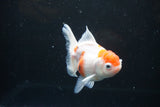 Thai Oranda  Sakura 4.5 Inch (ID#1122To5b-84) Free2Day SHIPPING