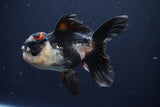 Thai Oranda  Tricolor 5 Inch (ID#1025To1b-73) Free2Day SHIPPING