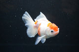 Thai Oranda  Sakura 4.5 Inch (ID#1122To5b-84) Free2Day SHIPPING