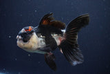 Thai Oranda  Tricolor 5 Inch (ID#1025To1b-73) Free2Day SHIPPING