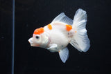 Thai Oranda  Sakura 4.5 Inch (ID#1122To5b-84) Free2Day SHIPPING