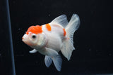 Thai Oranda  Sakura 4.5 Inch (ID#1122To5b-84) Free2Day SHIPPING