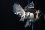 Thai Oranda  Panda 6 Inch (ID#0110To6c-113)