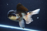 Thai Oranda  Panda 5.5 Inch (ID#1025To1b-74) Free2Day SHIPPING