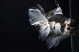 Thai Oranda  Panda 6 Inch (ID#0110To6c-113)