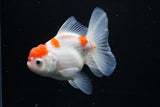 Thai Oranda  Sakura 4.5 Inch (ID#1122To5b-84) Free2Day SHIPPING