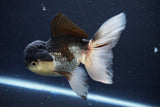 Thai Oranda  Panda 5.5 Inch (ID#1025To1b-74) Free2Day SHIPPING