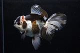 Thai Oranda  Panda 6 Inch (ID#0110To6c-113)