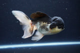 Thai Oranda  Panda 5.5 Inch (ID#1025To1b-74) Free2Day SHIPPING