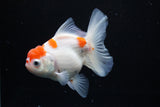 Thai Oranda  Sakura 4.5 Inch (ID#1122To5b-84) Free2Day SHIPPING