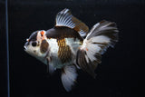 Thai Oranda  Panda 6 Inch (ID#0110To6c-113)