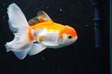 Juvenile Thai Oranda  Red White 4 Inch (ID#422T13b-82) Free2Day SHIPPING