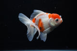 Thai Oranda  Sakura 4.5 Inch (ID#1122To5b-84) Free2Day SHIPPING