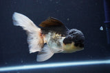 Thai Oranda  Panda 5.5 Inch (ID#1025To1b-74) Free2Day SHIPPING