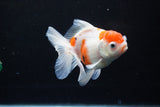 Thai Oranda  Sakura 4.5 Inch (ID#1122To5b-84) Free2Day SHIPPING