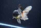 Thai Oranda  Panda 5.5 Inch (ID#1025To1b-74) Free2Day SHIPPING