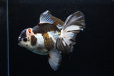 Thai Oranda  Panda 6 Inch (ID#0110To6c-113)