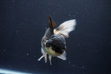 Thai Oranda  Panda 5.5 Inch (ID#1025To1b-74) Free2Day SHIPPING