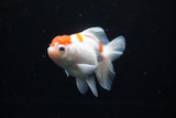 Thai Oranda  Sakura 4.5 Inch (ID#1122To5b-84) Free2Day SHIPPING