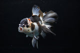 Thai Oranda  Panda 6 Inch (ID#0110To6c-113)