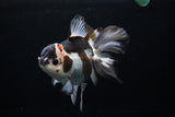 Thai Oranda  Panda 6 Inch (ID#0110To6c-113)