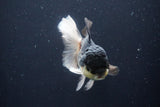 Thai Oranda  Panda 5.5 Inch (ID#1025To1b-74) Free2Day SHIPPING