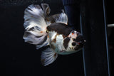 Thai Oranda  Panda 6 Inch (ID#0110To6c-113)