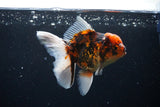 Thai Oranda  Tiger Calico 5 Inch (ID#1122To5b-85) Free2Day SHIPPING