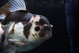 Thai Oranda  Panda 6 Inch (ID#0110To6c-113)