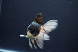 Thai Oranda  Panda 5.5 Inch (ID#1025To1b-74) Free2Day SHIPPING