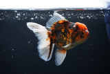 Thai Oranda  Tiger Calico 5 Inch (ID#1122To5b-85) Free2Day SHIPPING