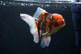 Thai Oranda  Tiger Calico 5 Inch (ID#1122To5b-85) Free2Day SHIPPING