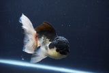 Thai Oranda  Panda 5.5 Inch (ID#1025To1b-74) Free2Day SHIPPING