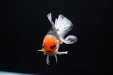 Thai Oranda  Tricolor  6 Inch (ID#0110To6c-114)